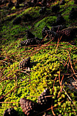 Moss, Needles and Pine Cones, Private Forest near the Marquenterre Park, Somme (80), France