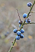 Wild Blue Berries