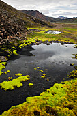 Green Philonotis Fontana Moss, Mountainous Region of Fjallabak, Which Encompasses the Landmannalaugar and Surrounding Areas, in the South of the Country. the 47, 000 Hectares of the Fjallabak Were Classed As a Nature Reserve in 1979, Highlands of Iceland,