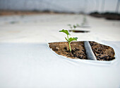 Seedling Growing in a Greenhouse, Israel