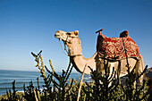 Camel, Souss-Massa National Park, Morocco