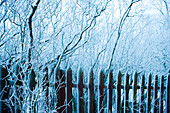 Wooden fence and trees dusted with snow