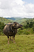 Myanmar, water buffalo, portrait