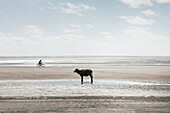 South America, Amazon, calf standing on beach, person riding bicycle in background