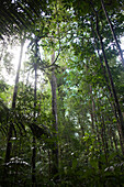 South America, Amazon rainforest, low angle view
