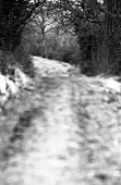 Path through forest, b&w
