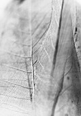 Leaf, extreme close-up, b&w