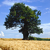 Tree in summer