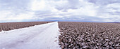 Chili, El Norte Grande, Salar de Atacama