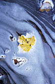 Leaves on foam in water