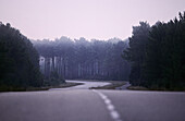 Road through forest