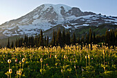 Wildflowers Growing in Valley Field With Snow-Covered Mountain in Background, Washington, USA