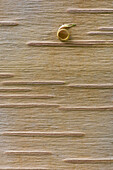 Tree Bark Pattern, Close-Up