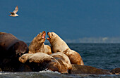 Herd of Stellar Sea Lions Sunbathing on Rocks Near Ocean, Pacific Northwest, Canada