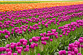 Colorful Tulips Blooming in Field, Washington, USA
