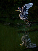 Great Blue Heron Taking Off From Water