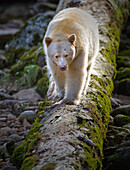 Kermode Bear Walking on Fallen Tree