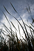 Reeds Blowing in Wind