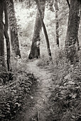 Path in Woods