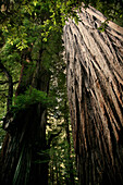 Large Redwood Tree, Low Angle View, Redwood National Park, California, USA