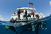 Diver ascending at Liveaboard Fiji Island Dancer, Wakaya, Lomaiviti, Fiji