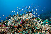 Korallenfische in Korallenriff, Namena Marine Park, Fidschi