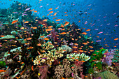 Fahnenbarsche in Korallenriff, Pseudanthias squamipinnis, Namena Marine Park, Fidschi