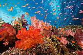 Buntes Korallenriff, Makogai, Lomaviti, Fidschi