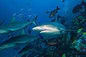 Grey Reef Sharks, Carcharhinus amblyrhynchos, Nagali, Fiji
