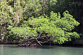 Mangroven, Rhizophora, Nationalpark Los Haitises, Dominikanische Republik