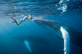 Snorkeler and Humpback Whale, Megaptera novaeangliae, Silver Bank, Atlantic Ocean, Dominican Republic