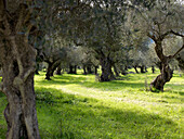 Olive grove near Sparta, Peloponnes, Greece