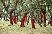 Cork oaks near Ronda, Cadiz, province Cadiz, Andalusia, Spain