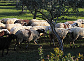 Flock of sheep near Nauplia, Peloponnes, Greece