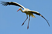 Storch im Flug, Usedom, Mecklenburg-Vorpommern, Deutschland