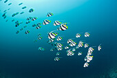 Swarm banner fish, Heniochus diphreutes, Medhu Faru reef, South Male Atoll, Maldives