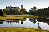 Reiher im Schlossgarten, Schweriner Schloss, Schwerin, Mecklenburg-Vorpommern, Deutschland