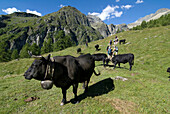 Switzerland, Valais, Arolla pastures, Herens cows and trekkers