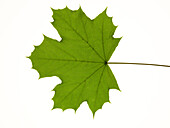Maple leaf, close-up