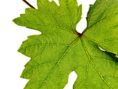 Grape vine leaf, close-up