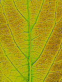 Tree leaf, close-up