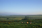 England,Northumbria,Countryside View