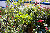 Plants and flowers on a balconny in summer
