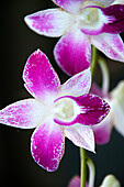 French Polynesia, Tahiti, orchids, close-up