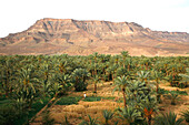 Africa, Maghreb, North africa, Morocco, Draa valley , Igdaoune palm grove between Agdz and Zagora