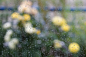 Rain drops on a window, flowers in the back