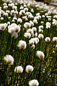 France, Alps, Savoie, Parc national de la Vanoise, cotton-grass