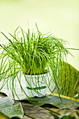 Chives in a jar, oudoors