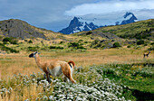 Chile, Patagonia, Torres del Paine national park, guanacos