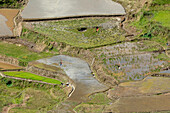 Philippines, Luzon, region of Sagada, terrace rice fields